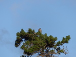 FZ019155 Buzzard in tree.jpg